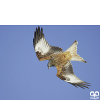 گونه کورکور حنایی Red Kite